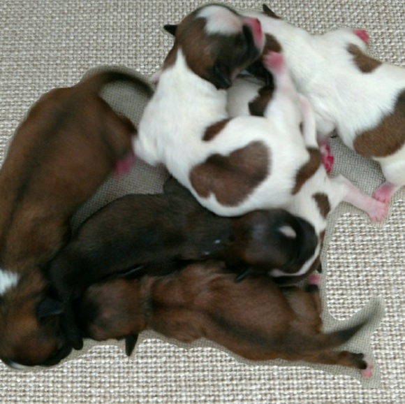 💓NEW 💓🐕🐕🐕🐕🐕🐕❣️PUPPIES❣️ - Picture 3 of 7